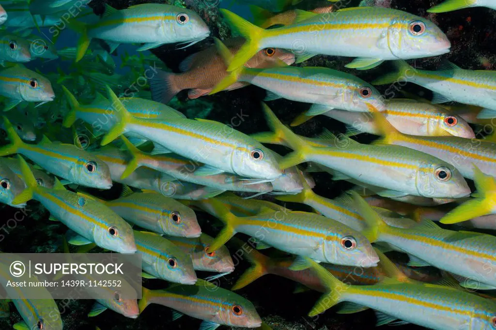 School of Yellow Goatfish