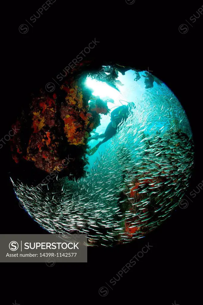 Diver with Glass Minnows