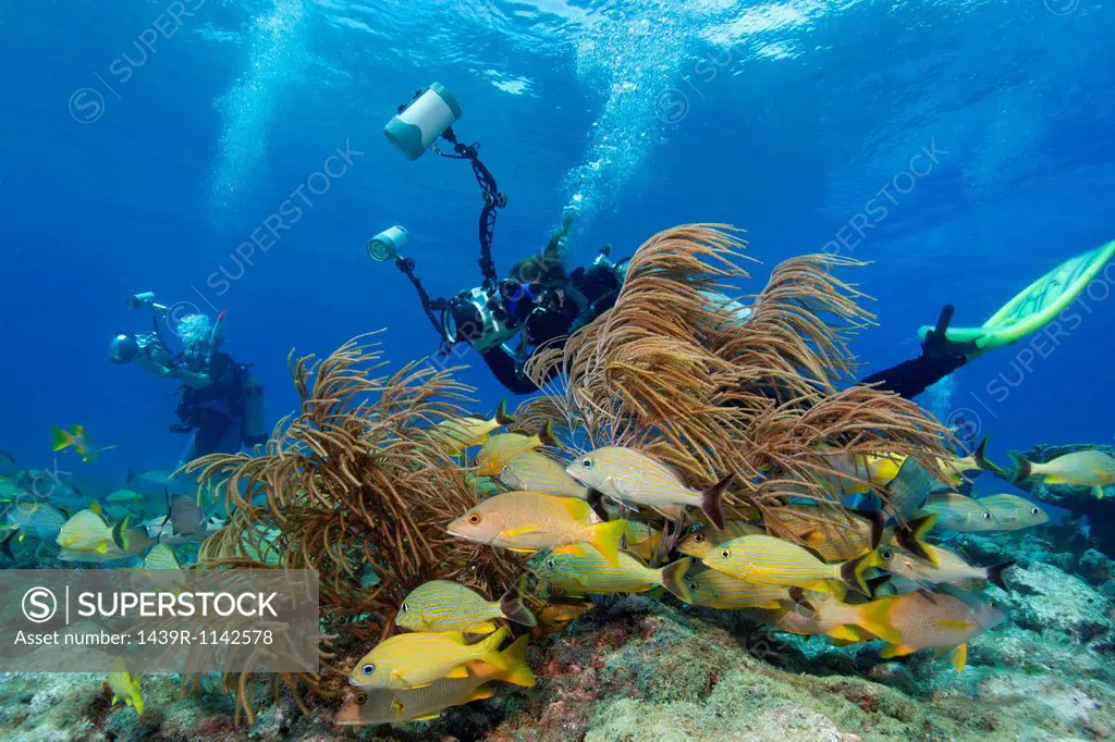 Photographers on Coral Reef