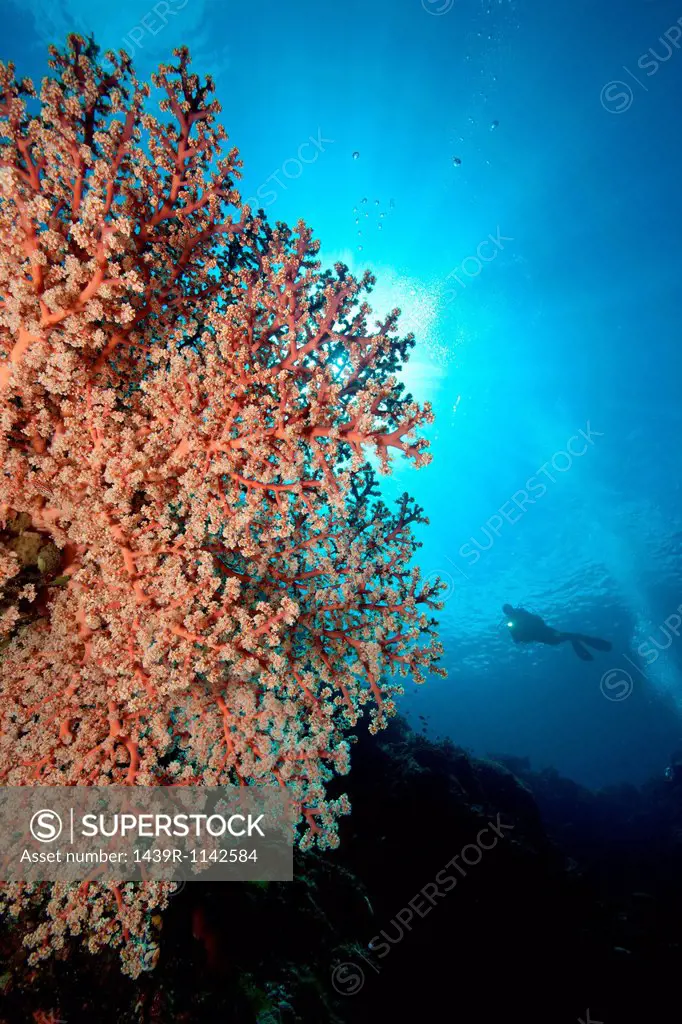 Scuba Diver and Gorgonian