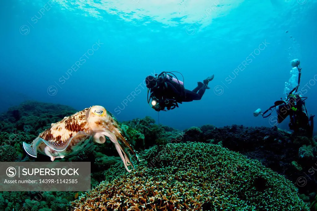 Scuba Diving in Buyat Bay