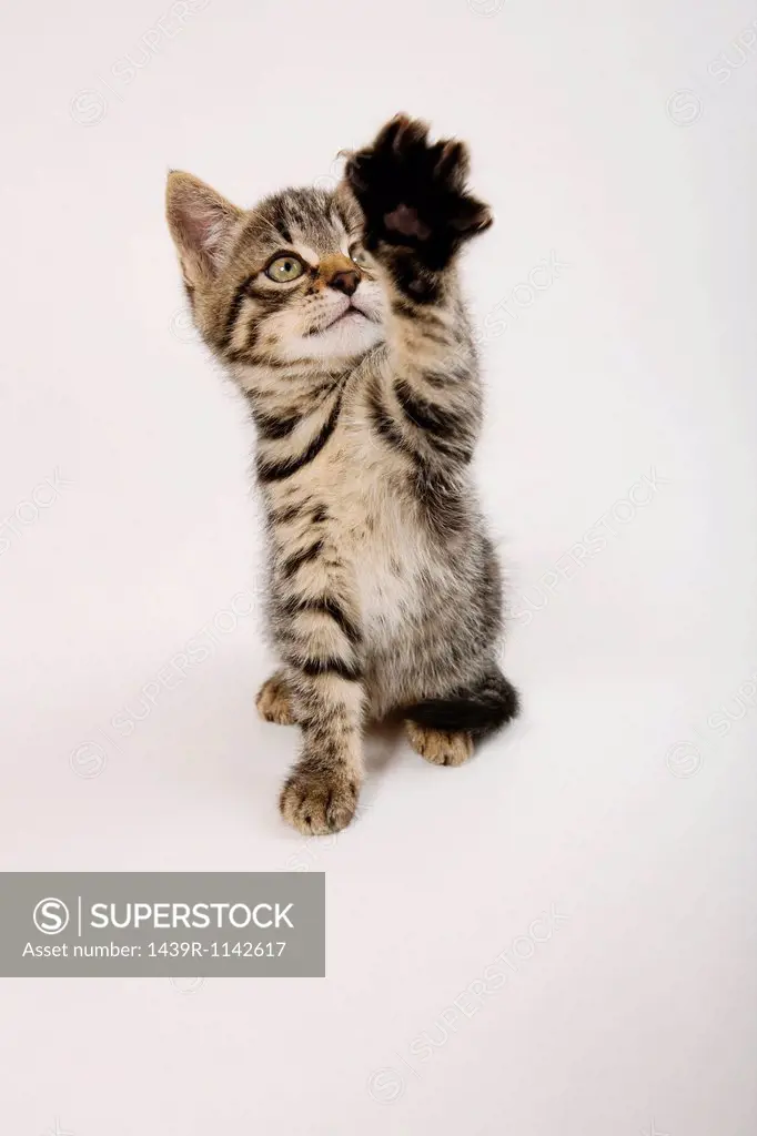 Kitten waving