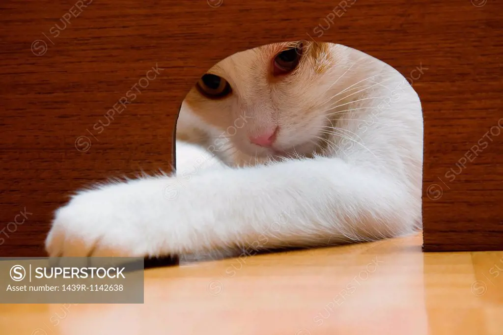 Cat reaching paw through mouse hole