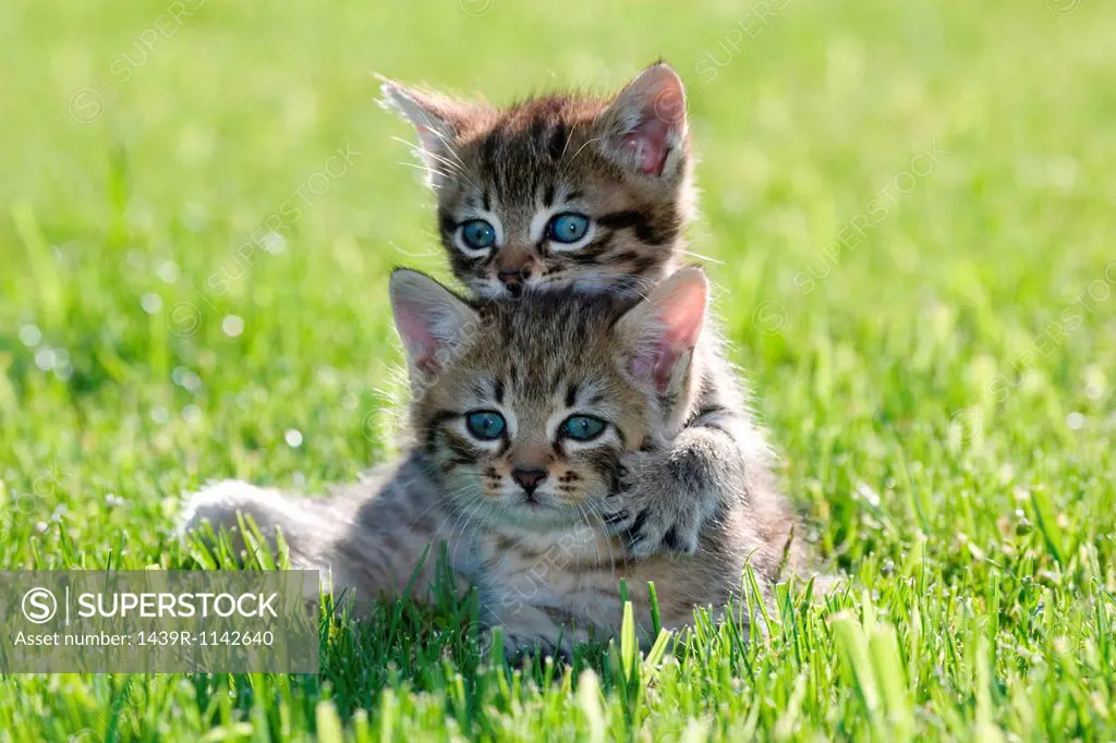 Two kittens on grass