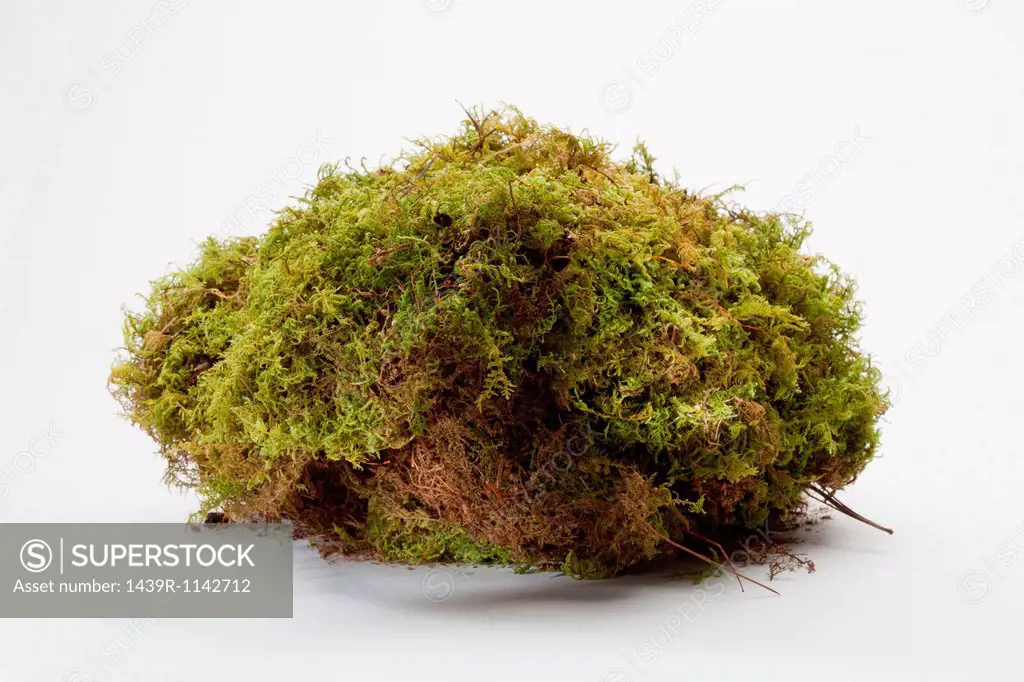 Lump of moss