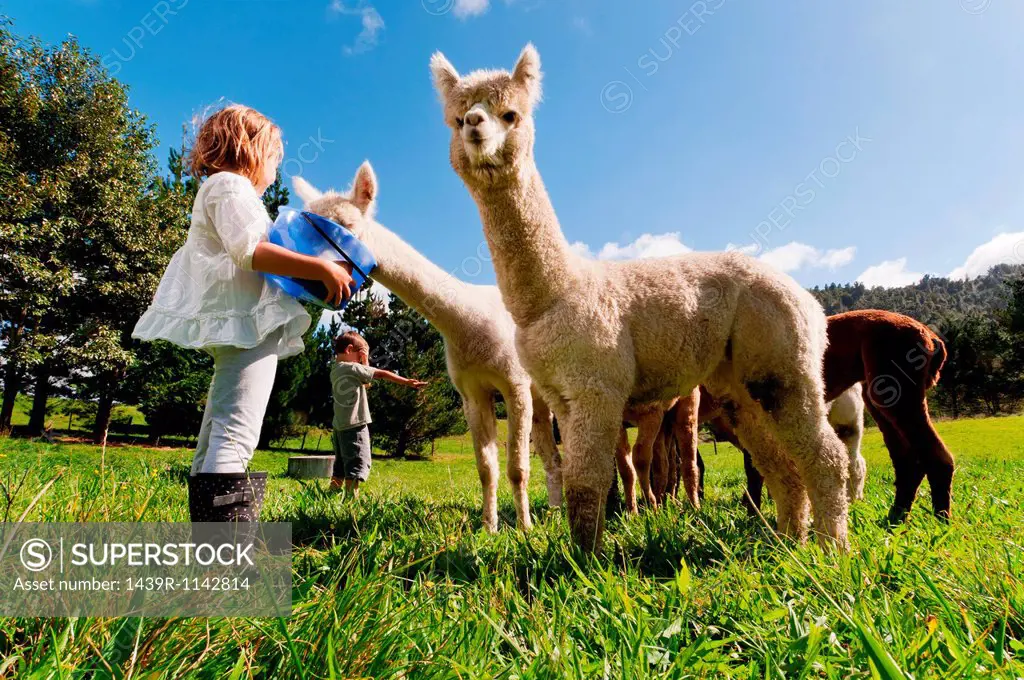 Children feeding alpacas in field