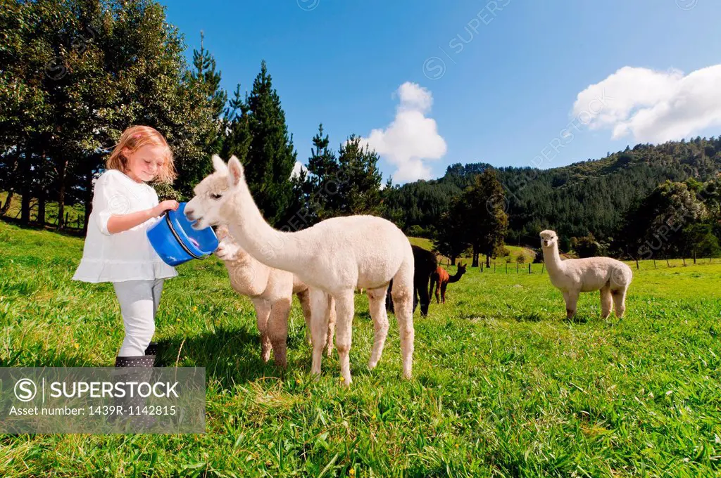 Girl feeding alpacas in field