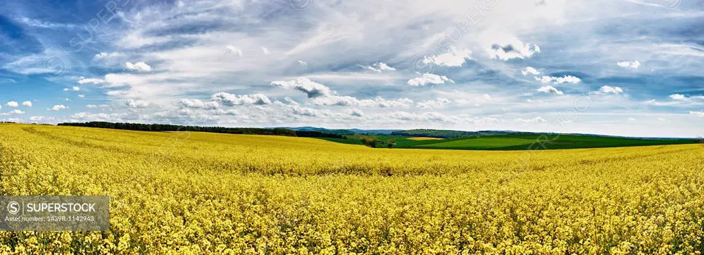 Field of oilseed rape in spring