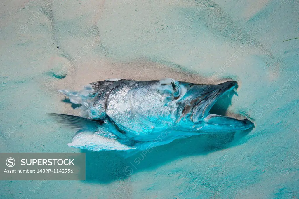 Head of Fish used for Shark chum