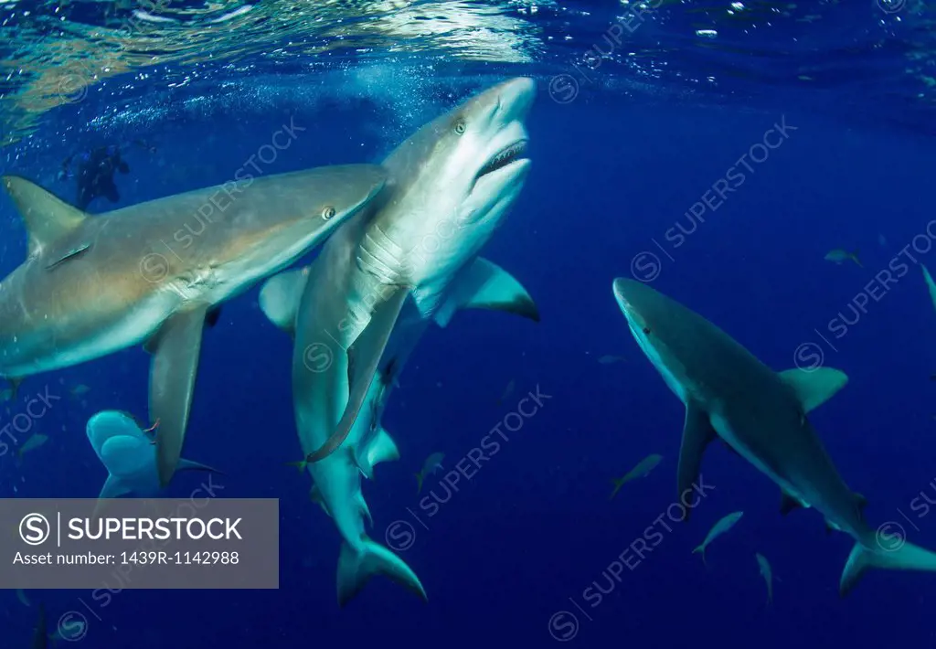 Feeding Caribbean Reef Sharks