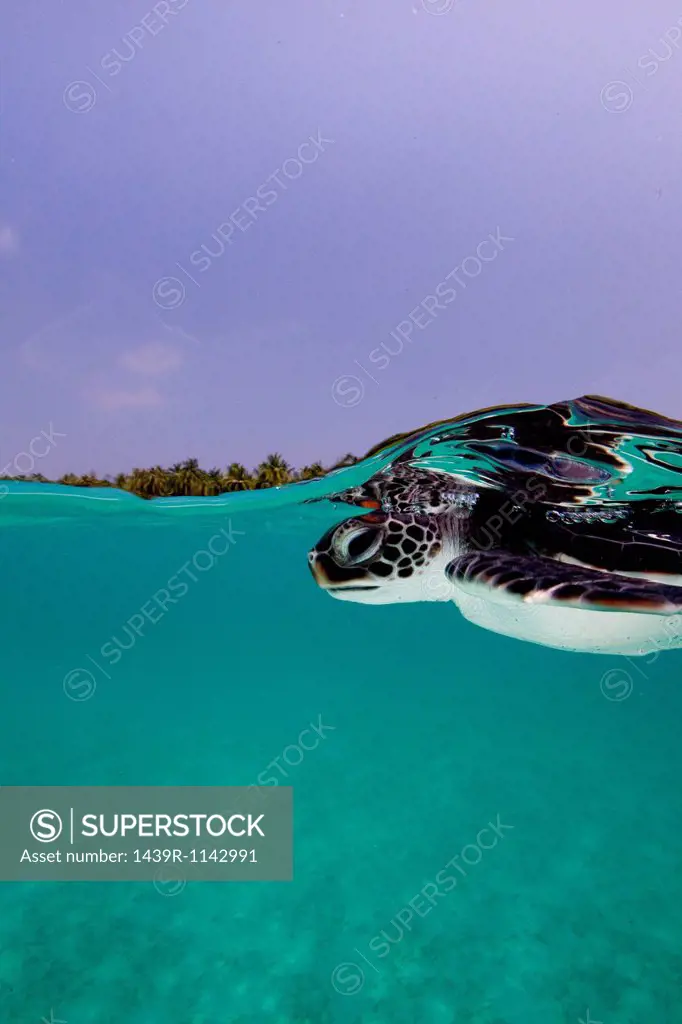 Juvenile Green Sea Turtle
