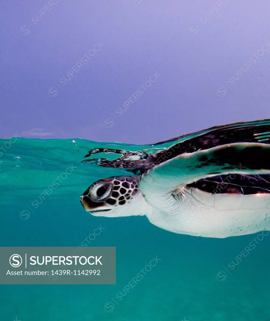 Juvenile Green Sea Turtle