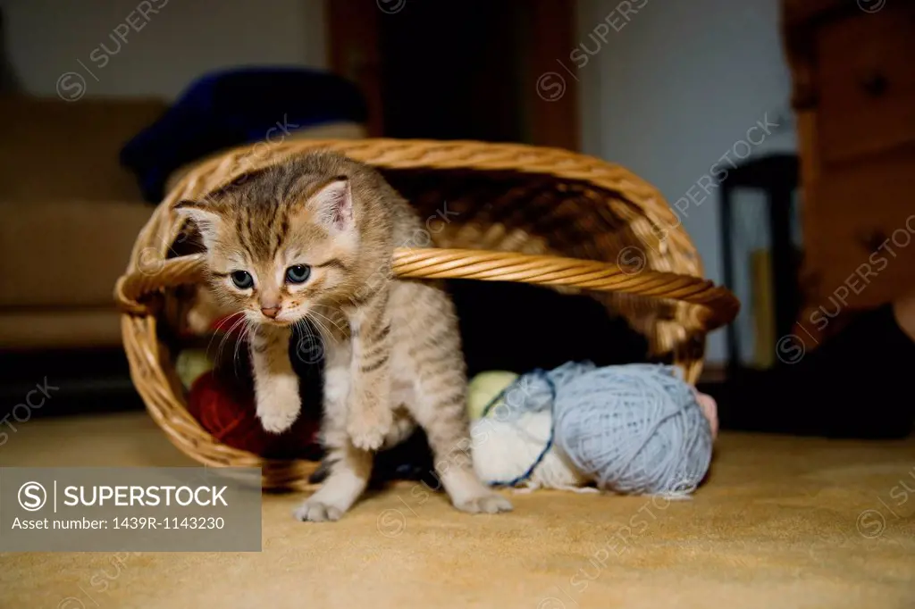 Kittens hanging on basket handle