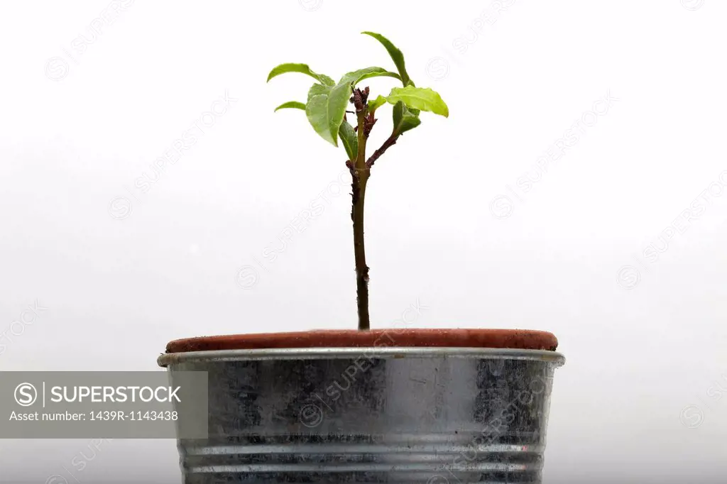 Seedling growing in flower pot