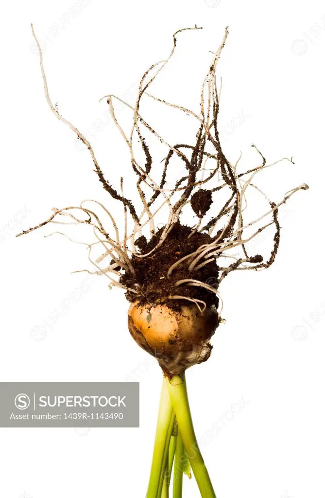Plant bulb roots