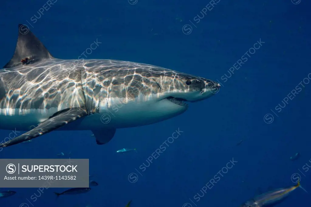 Great White Shark, Mexico.