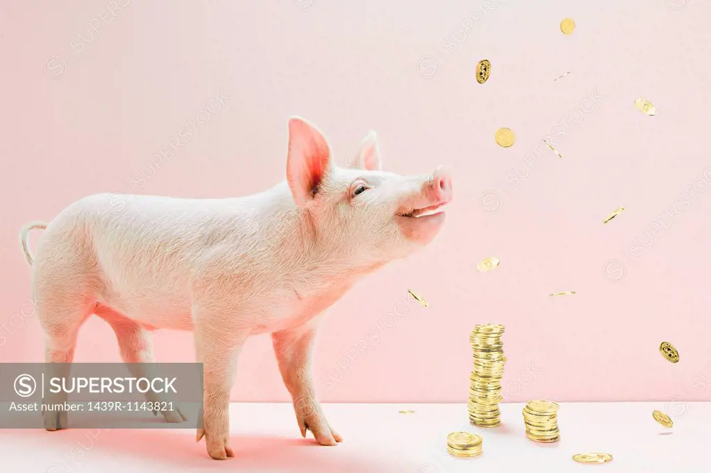 Piglet and falling coins