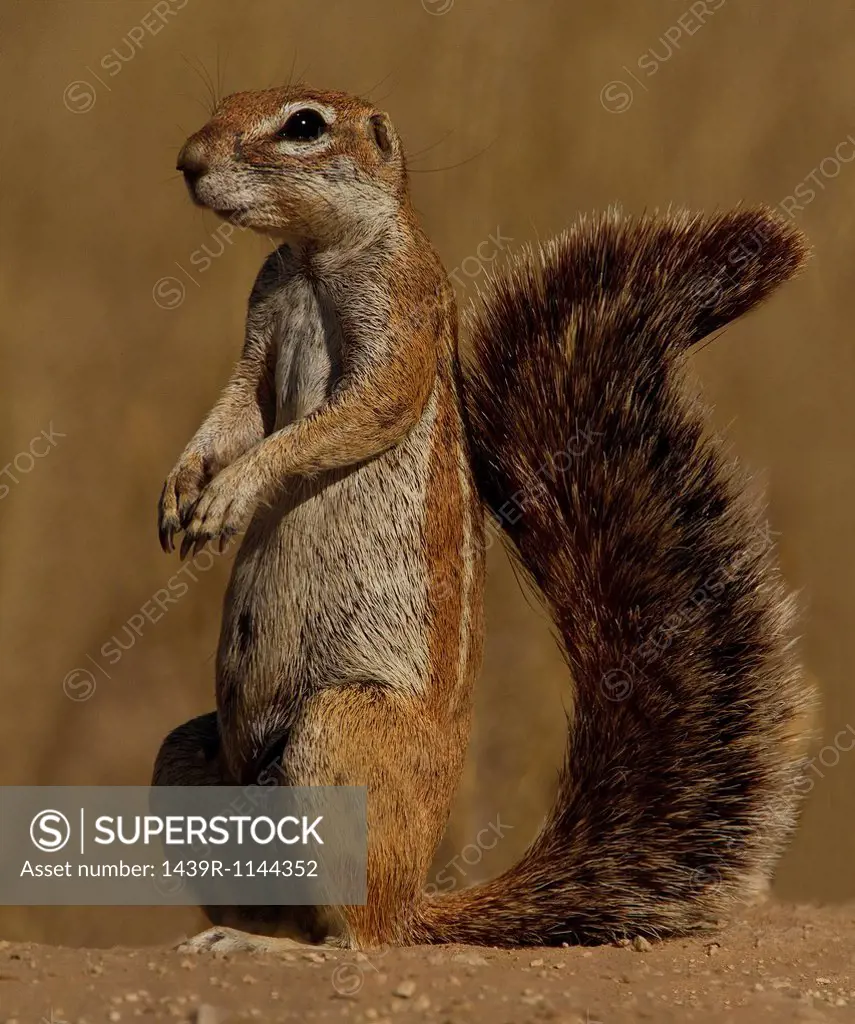 Ground Squirrel, Kgalagadi Transfrontier Park, Africa