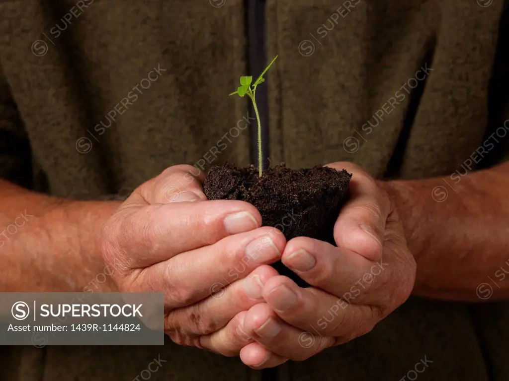 Man holding seedling