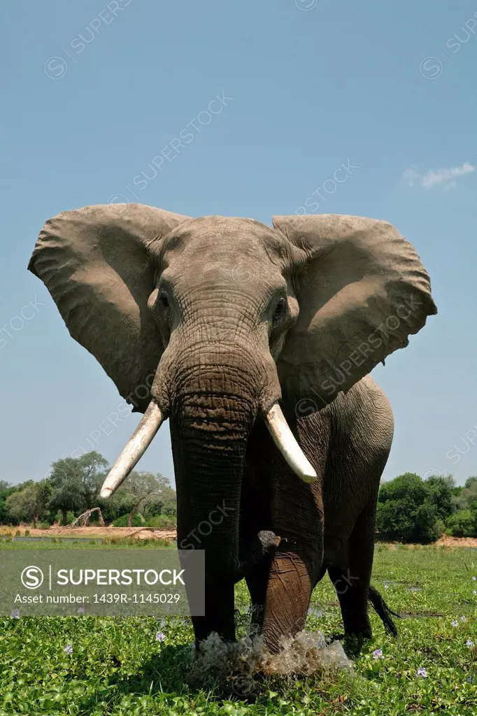 Elephant bull in mock charge, Mana Pools, Zimbabwe