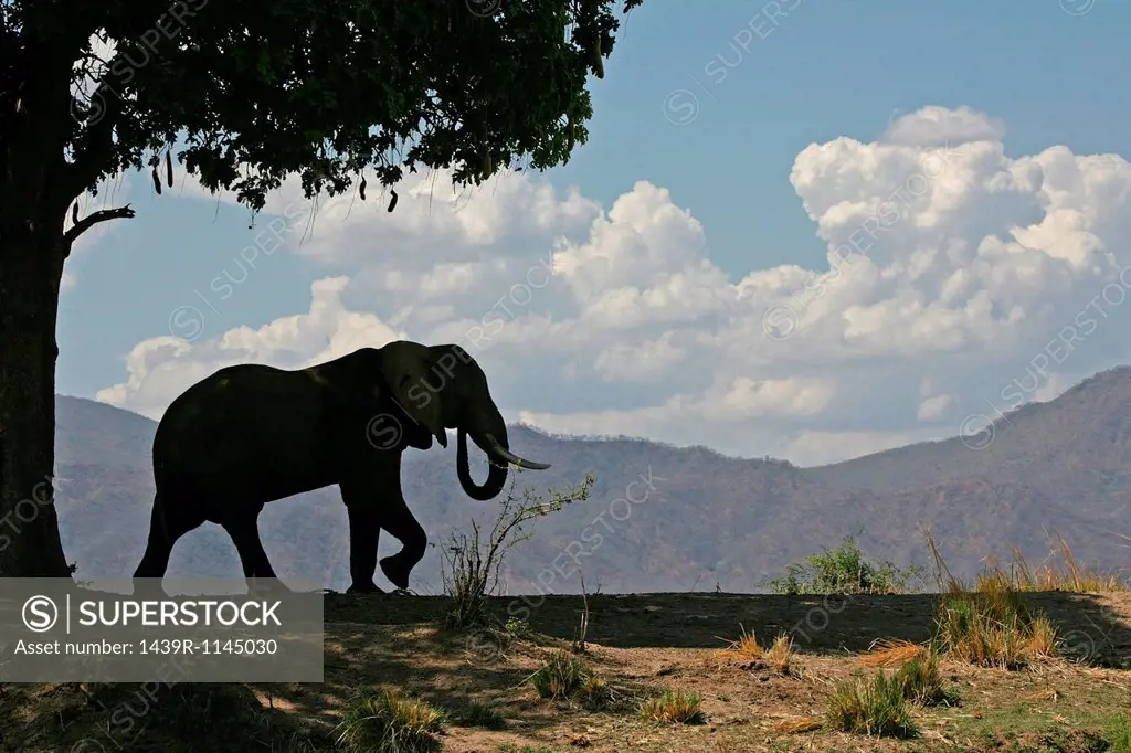 African elephant bull and sausage tree, Mana Pools, Zimbabwe
