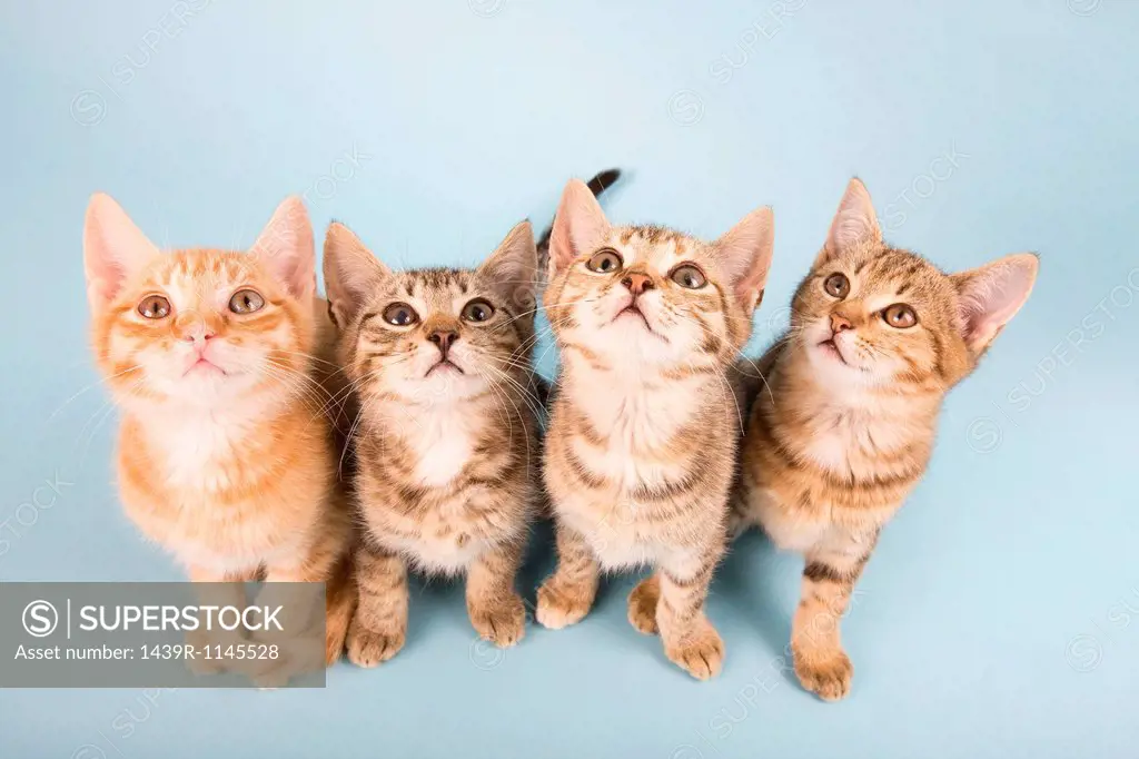Four cats looking up
