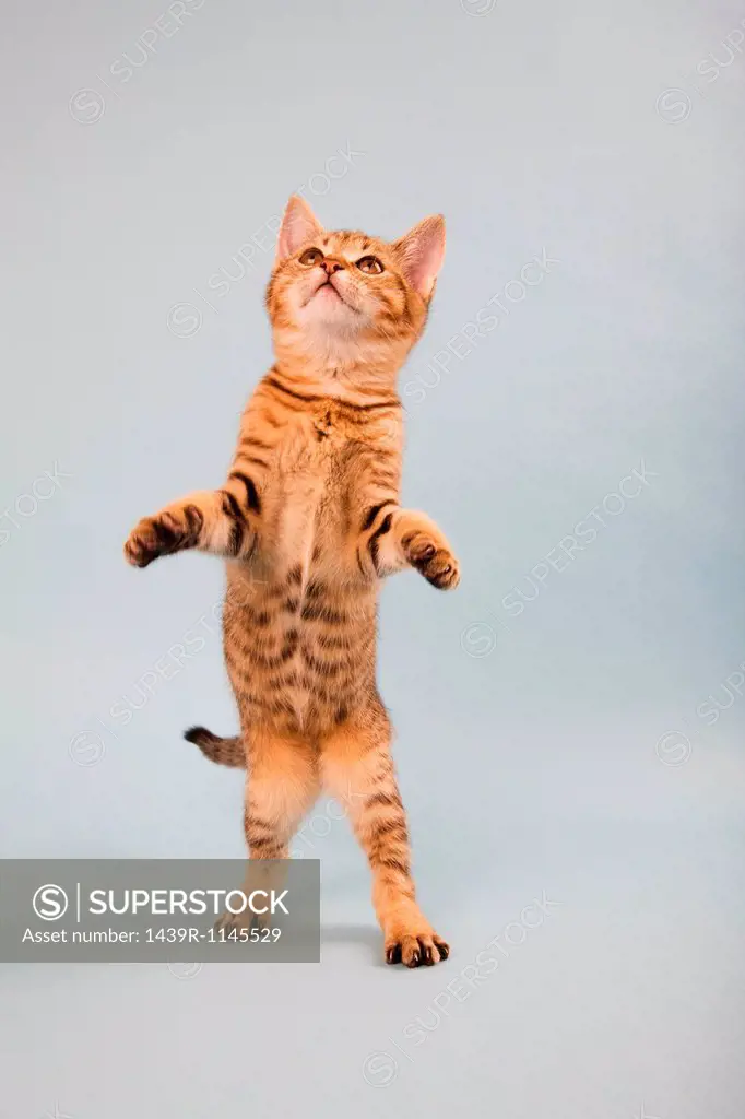 Cat standing on back legs