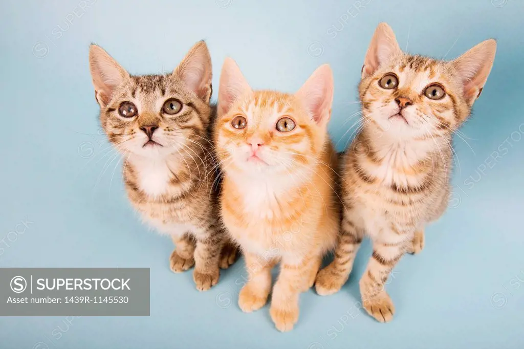 Three cats looking up