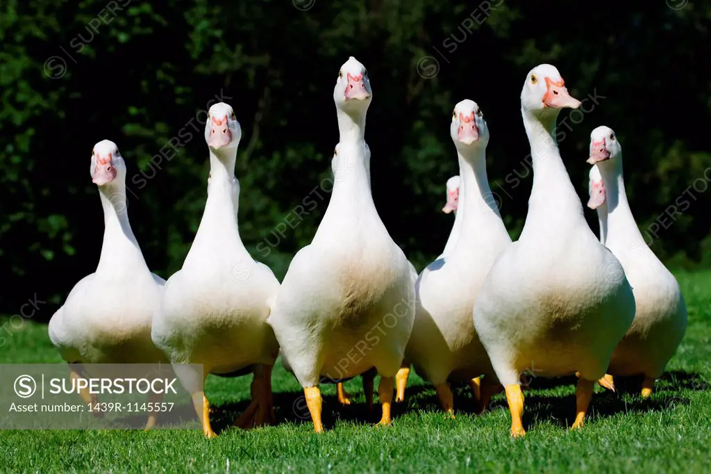 Gaggle of geese