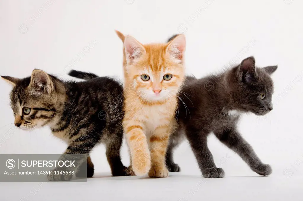 Three kittens with attitude