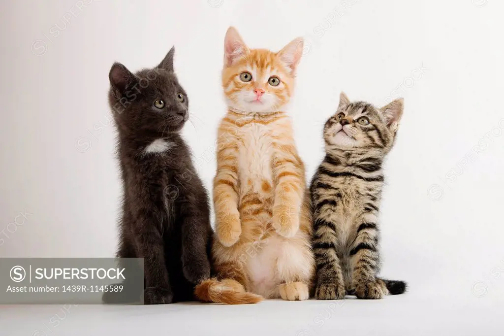 Three kittens sitting up