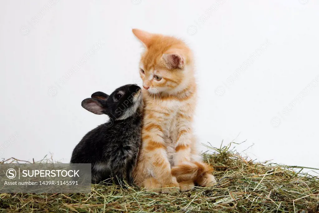 Ginger kitten and rabbit