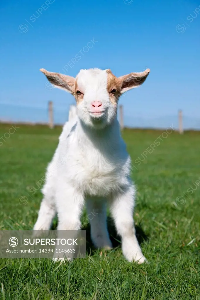 Goat kid in field