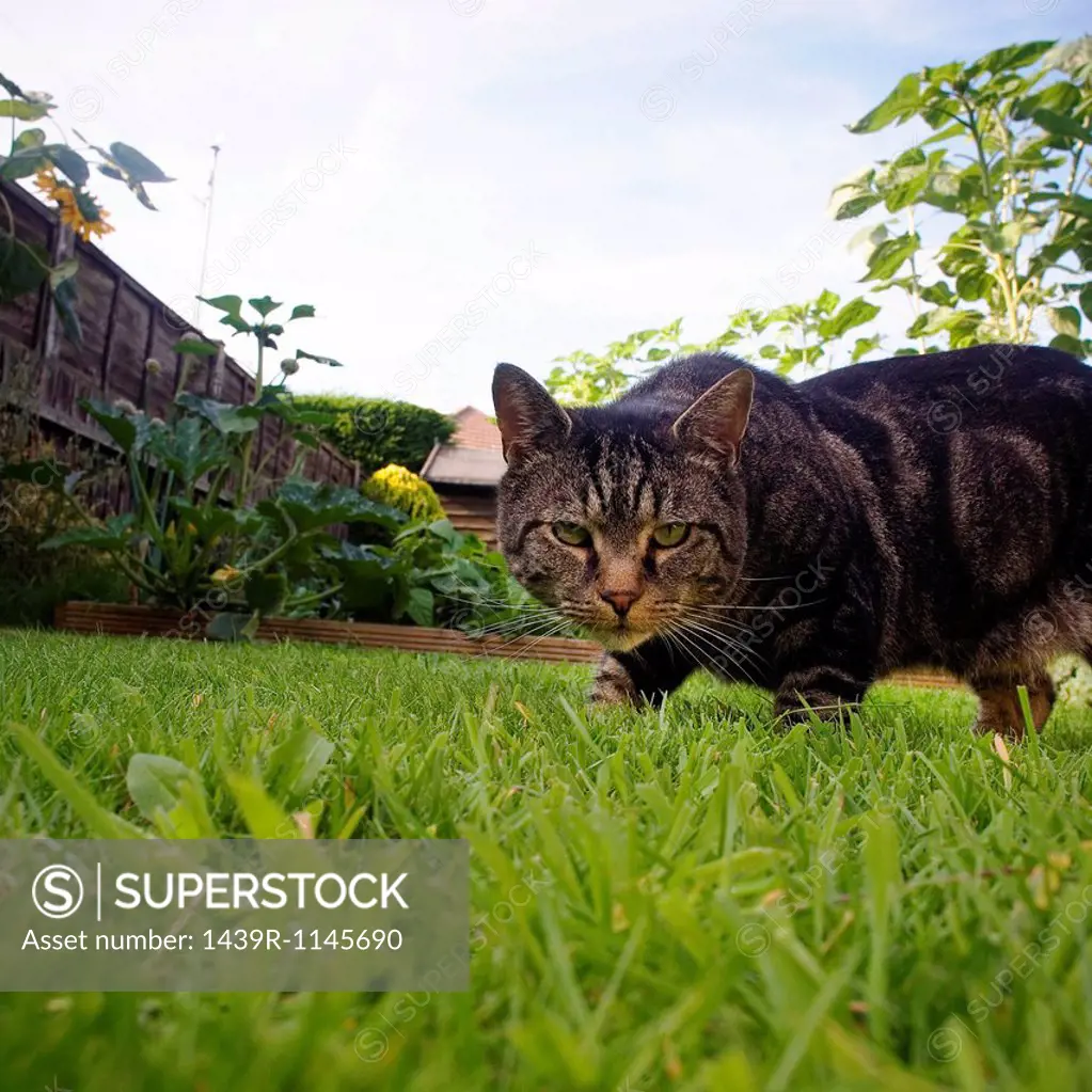 Cat prowling in garden