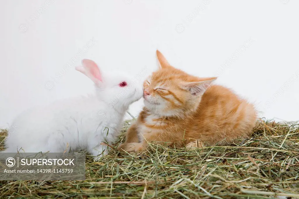 Ginger kitten and rabbit