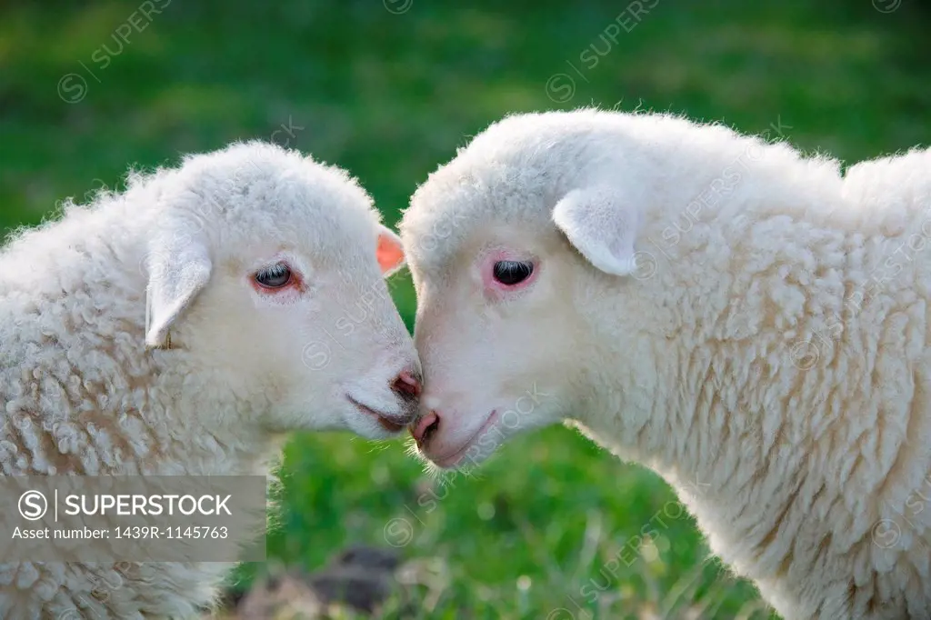 Two lambs face to face, close up