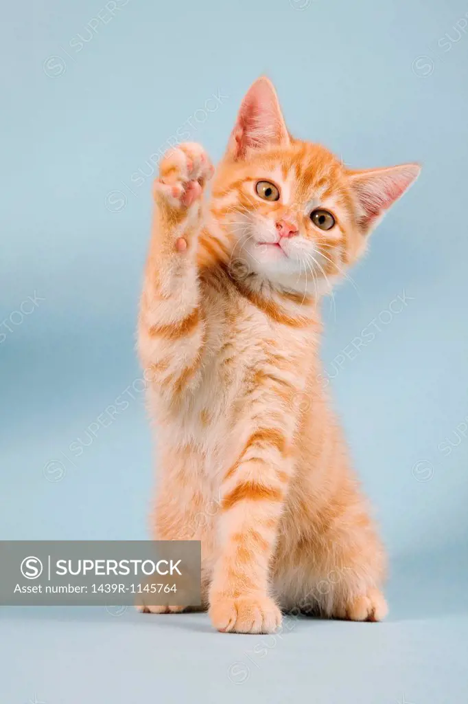 Ginger kitten waving