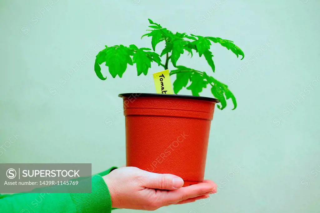 Person holding a tomato plant
