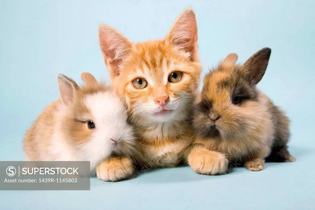 Cat and rabbits