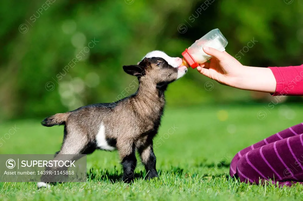 Person feeding goat kid bottle of milk