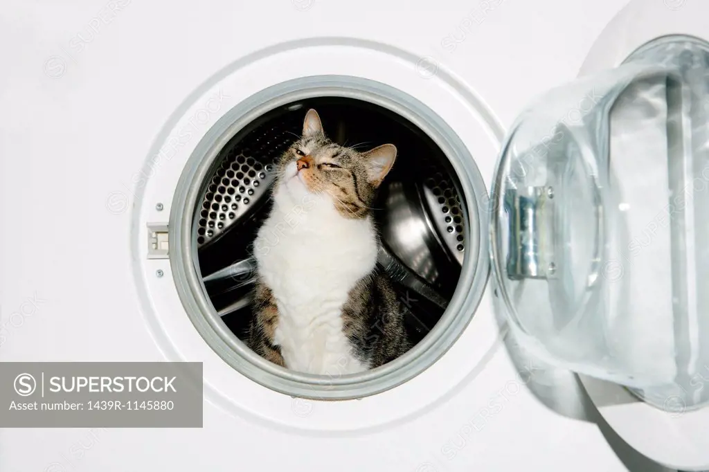 Cat in a washing machine