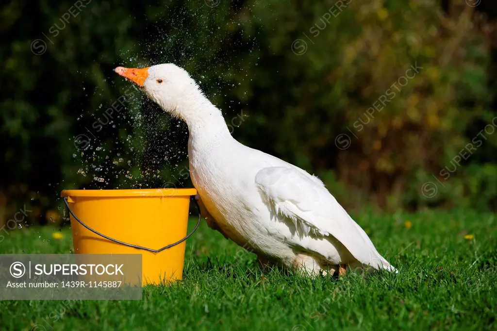 Goose with bucket of water