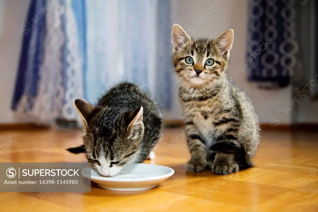 Two kittens, one drinking milk from saucer