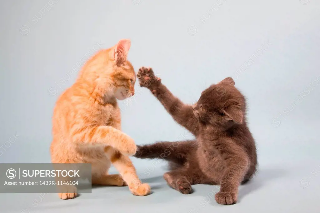 Two cats play fighting