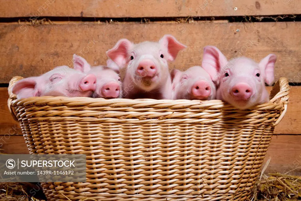 Five piglets in basket