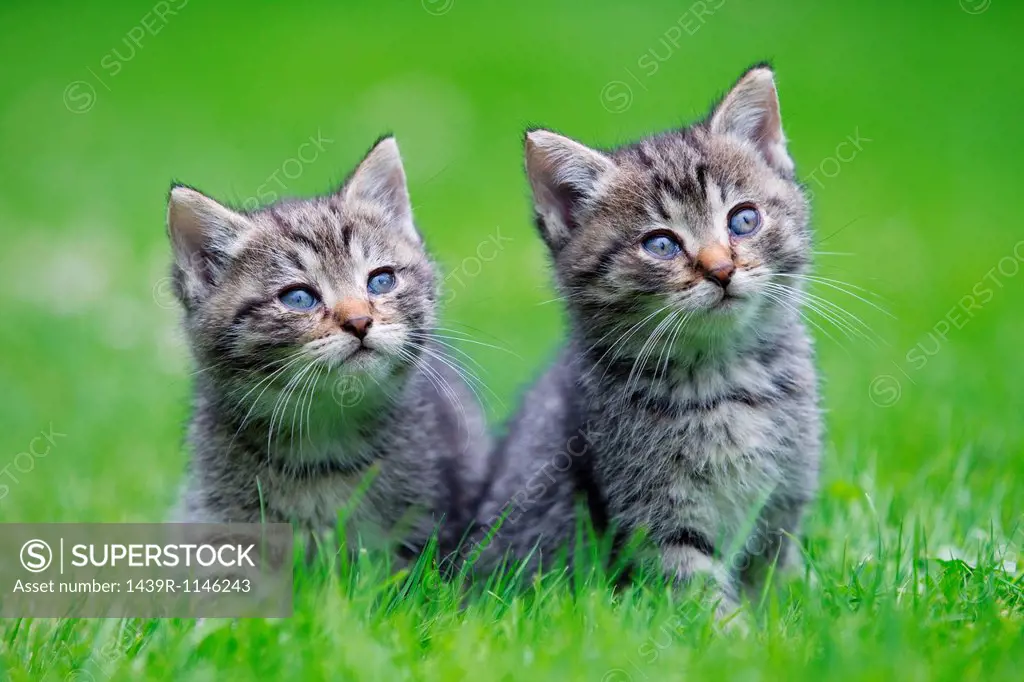 Two kittens on grass