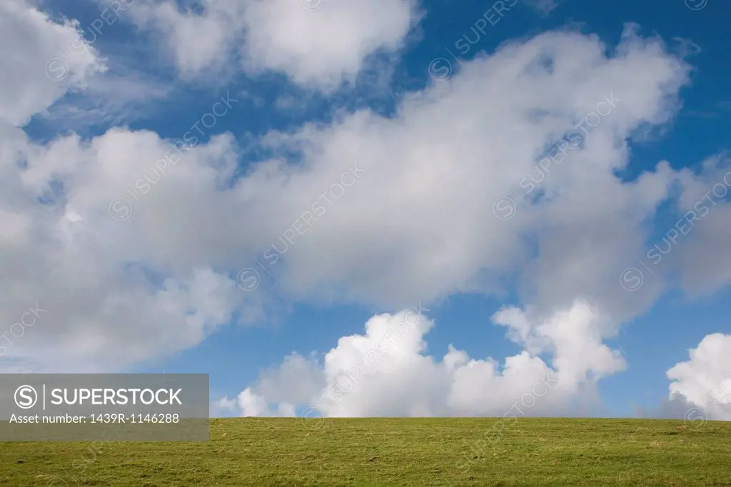 Green grass and clouds in blue sky