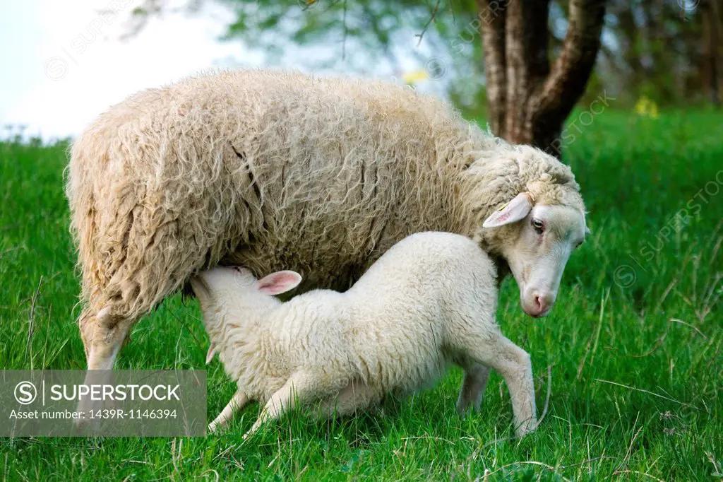 Lamb suckling from ewe