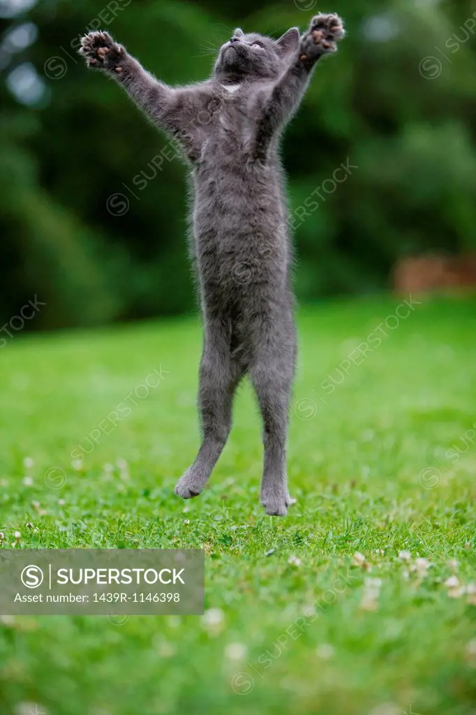 Grey cat jumping in mid air