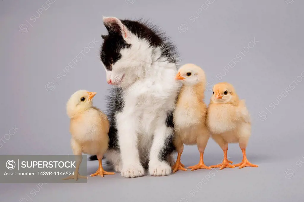 Kitten and chicks